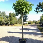 Amberboom Liquidambar ‘Gum Ball’, Bolboom, Herfstverkleuring, ca. 140