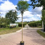 4x Bolacacia Robinia ‘Umbraculifera’, Bolboom, ca. 180 cm stamhoogte