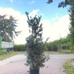 50x Hulst Ilex ‘Blue Maid/Prince’, Haagplant, Wintergroen, ca. 125-150