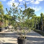 3x Appelbes Aronia melanocarpa, Fruitstruik, Zwarte bessen, ca. 175 cm