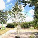 3x Himalayaberk Betula ‘Doorenbos’, Meerstammig, Witte stam, ca. 300 c