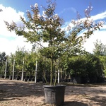 2x Indische sering Lagerstroemia ‘Natchez’, Meerstammig, Witte bloei,
