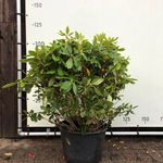 12x Rododendron Rhododendron ‘Catawbiense Boursault’, Sierheester, Paa