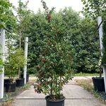 13x Hulst Ilex ‘Blue Maid’, Haagplant, Wintergroen, ca. 125-175 cm hoo