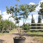 Krentenboompje Amelanchier lamarckii, Meerstammig, Witte bloesem, ca.