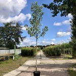3x Esdoorn Acer ‘Autumn Blaze’, Loofboom, Rode herfstkleur, ca. 4 m ho