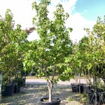 2x Amberboom Liquidambar styraciflua, Meerstammig, Herfstverkleuring,