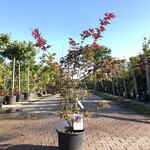 Japanse esdoorn Acer ‘Atropurpureum’, Sierheester, Rood blad, ca. 125