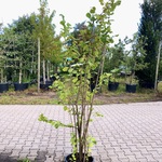 4x Hazelaar Corylus avellana, Sierheester, ca. 200 cm hoog