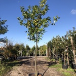 Laurierkers Prunus ‘Novita’, Leigeschikt, Wintergroen, ca. 4 m hoog