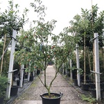 Japanse kornoelje Cornus ‘China Girl’, Meerstammig, Witte bloei, ca. 2