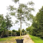 3x Honingboom, Sophora Japonica, Witte bloei, ca. 5 m hoog