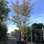 Japanse kornoelje Cornus kousa chinensis, Meerstammig, Witte bloei, ca