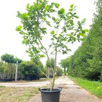 Beverboom Magnolia ‘Yellow River’, Meerstammig, Zachtgele bloei, ca. 2