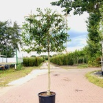 8x Portugese laurier Prunus ‘Angustifolia’, Leiboom, Wintergroen, ca.