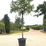 2x Rode acacia Robinia m. ‘Casque Rouge’, Dakboom, Rozerode bloei, ca.