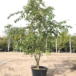 Hartjesboom Cercidiphyllum japonicum, Meerstammig, Roodgele herfstkleu