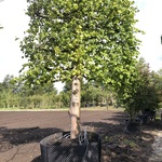 Leilinde Tilia europaea, Karakterboom, ca. 350 cm hoog