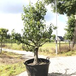 3x Perenboom Pyrus ‘Conference’, Karakterboom, Vruchtdragend, ca. 250