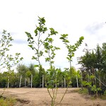 2x Beverboom Magnolia ‘Yellow River’, Meerstammig, Zachtgele bloei, ca