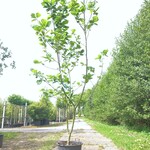 2x Beverboom Magnolia ‘Yellow River’, Meerstammig, Zachtgele bloei, ca