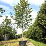 3x Koningslinde Tilia ‘Pallida’, ca. 5 m hoog