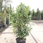 20x Laurierkers Prunus ‘Genolia’, Haagplant, Wintergroen, ca. 125 cm h