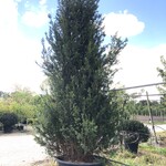Venijnboom Taxus baccata, Solitair, Wintergroen, ca. 4 m hoog
