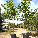 2x Plataan Platanus hispanica, ca. 3 m hoog