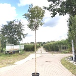 Bolacacia Robinia ‘Umbraculifera’, Bolboom, ca. 200 cm stamhoogte