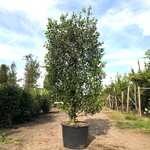 4x Hulst Ilex ‘Limsi’, Solitair, Wintergroen, ca. 250 cm hoog