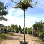2x Laurierkers Prunus laurocerasus, Dakboom, Wintergroen, ca. 220 cm s