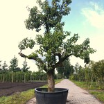 Perenboom Pyrus ‘Conference’, Karakterboom, Vruchtdragend, ca. 3 m hoo