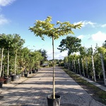 2x Witte moerbei Morus ‘Fruitless’, Dakboom, ca. 200 cm stamhoogte