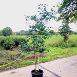 10x Krentenboompje Amelanchier lamarckii, Sierheester, Witte bloesem,