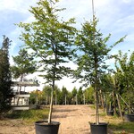 6x Beuk Fagus sylvatica, ca. 3-5 m hoog