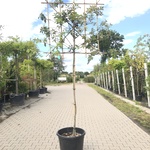 2x Steeneik Quercus ilex, Leiboom, Wintergroen, ca. 150 cm stamhoogte