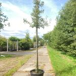 3x Perenboom Pyrus ‘Doyenne du Comicé’, Fruitboom, ca. 3 m hoog
