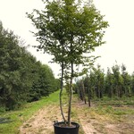 Haagbeuk Carpinus betulus, Meerstammig, ca. 4 m hoog