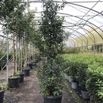 35x Portugese laurier Prunus ‘Angustifolia’, Haagplant, Wintergroen, c