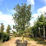 Hulst Ilex ‘Limsi’, Solitair, Wintergroen, ca. 250 cm hoog