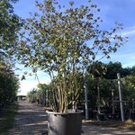Sneeuwbal Viburnum carlcephalum, Meerstammig, Witte bloei, ca. 300 cm