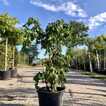 Kronkelhazelaar Corylus ‘Contorta’, Sierheester, Vruchtdragend, ca. 17