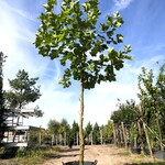 Plataan Platanus hispanica, ca. 3 m hoog