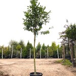 3x Laurierkers Prunus ‘Novita’, Leigeschikt, Wintergroen, ca. 350 cm h
