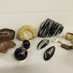Set diverse fossielen in houten kist