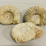 3x Ammoniet ruw