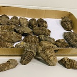 Ca. 18x Trilobiet fossiel