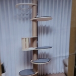 Krabpaal kitten kat poes, 2025