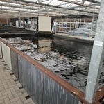 Ca. 30x Koi karper 1x steur